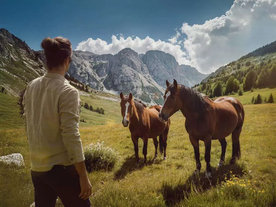 Horses